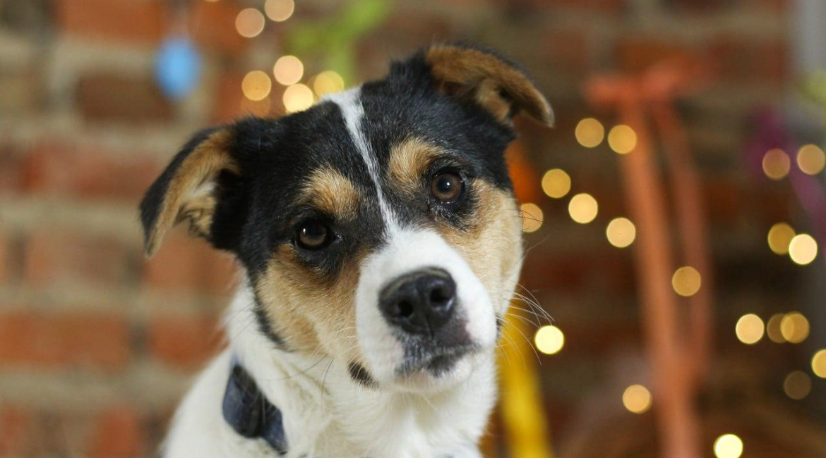 Chiens à adopter